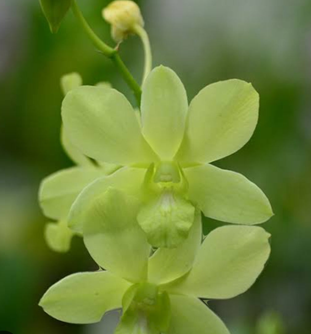 Dendrobium Lemond Green