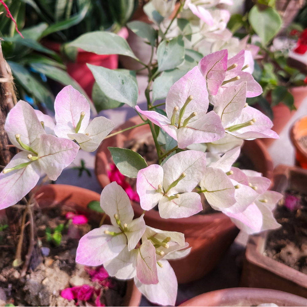 Silver Leaf Thai Delight (Rooted)