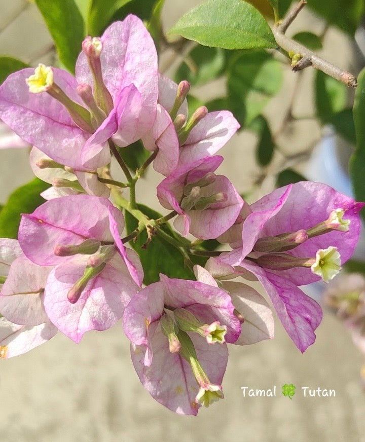 Tricolour Green Leaves (Grafted)