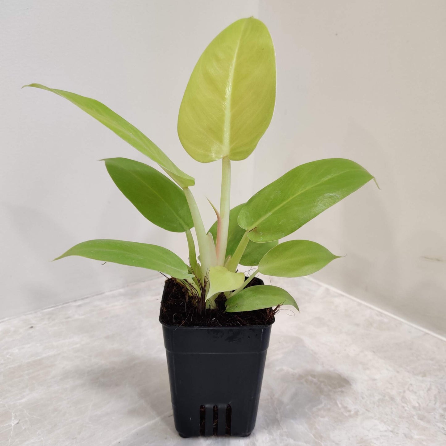 Philodendron Moonlight