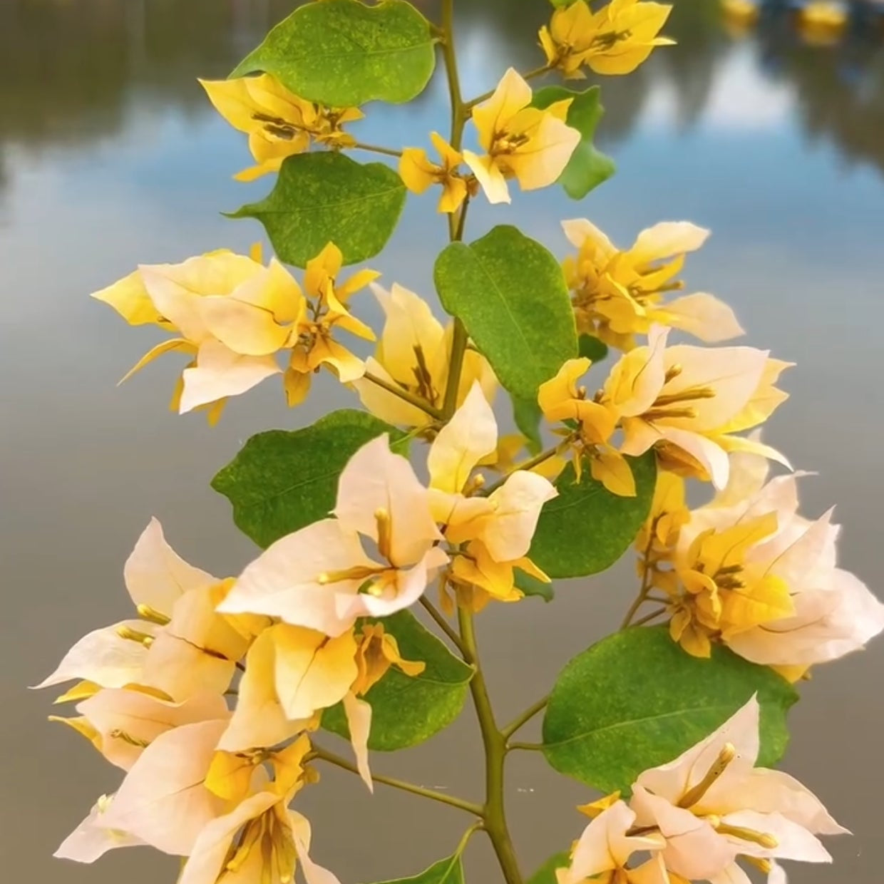 Foxtail Yellow (Grafted)