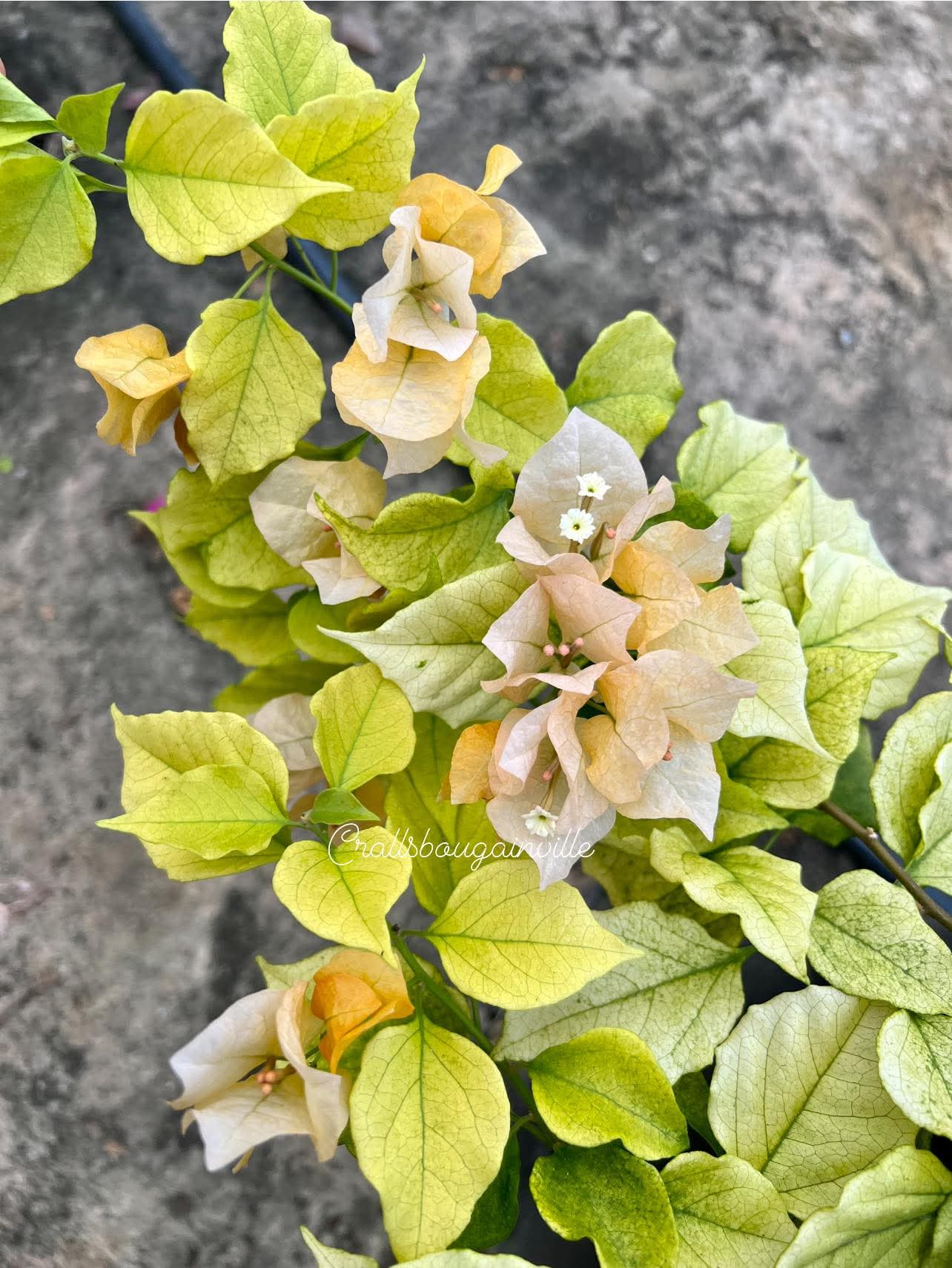 Moonlight yellow (Rooted)