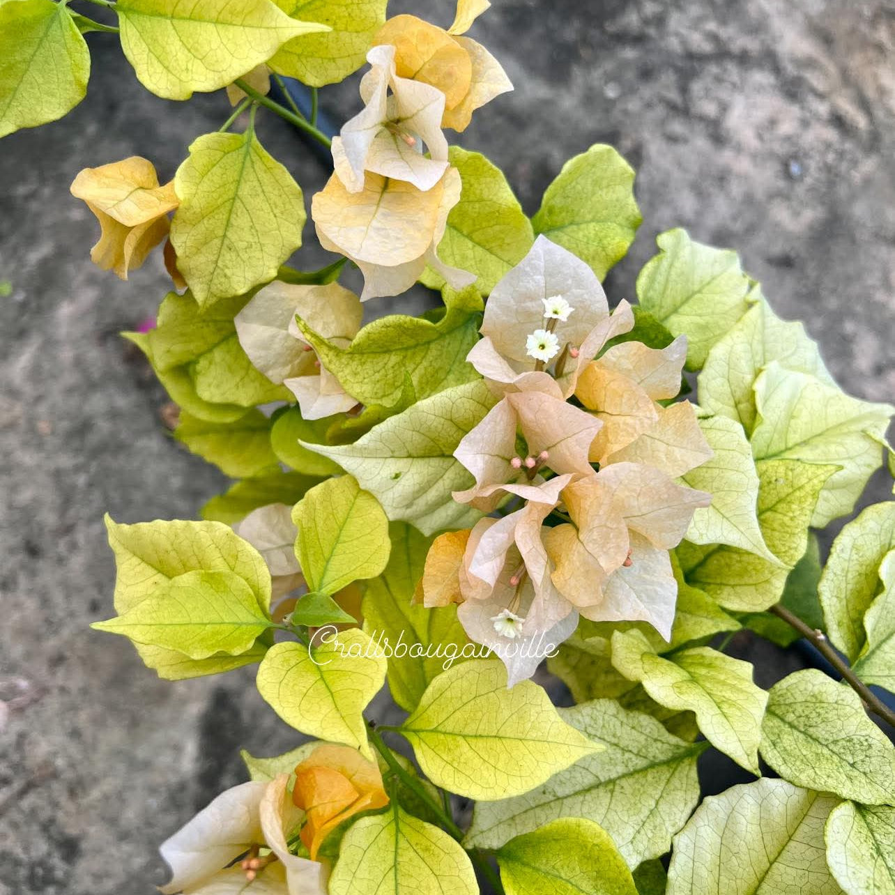 Moonlight yellow (Rooted)