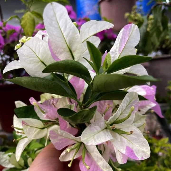 Romeo Juliet (Grafted)