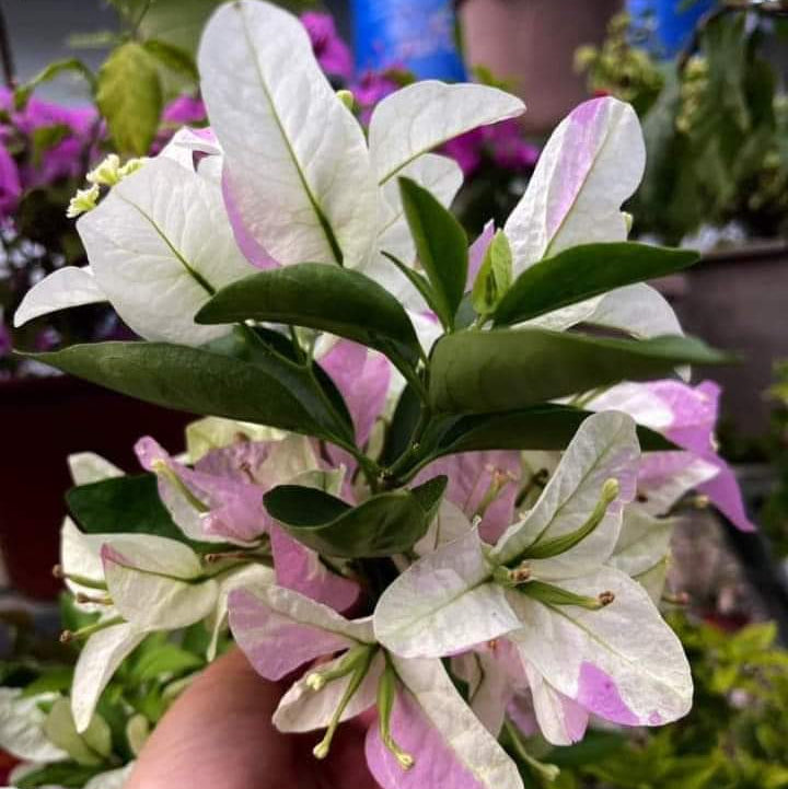 Romeo Juliet (Grafted)