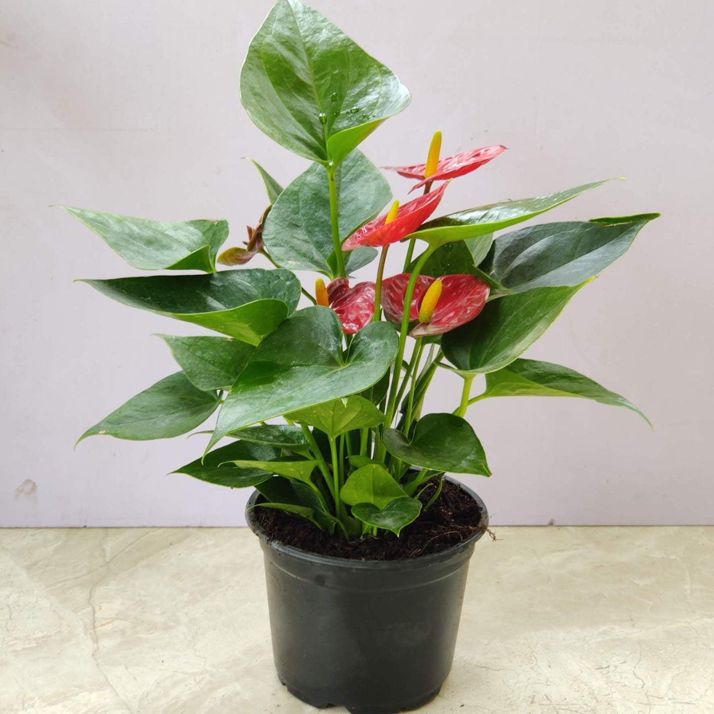 Anthurium Red