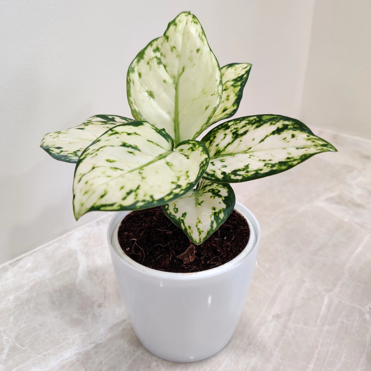 Aglaonema Super White