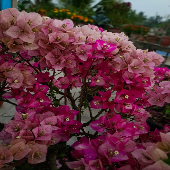 Chitra Cream (Rooted)