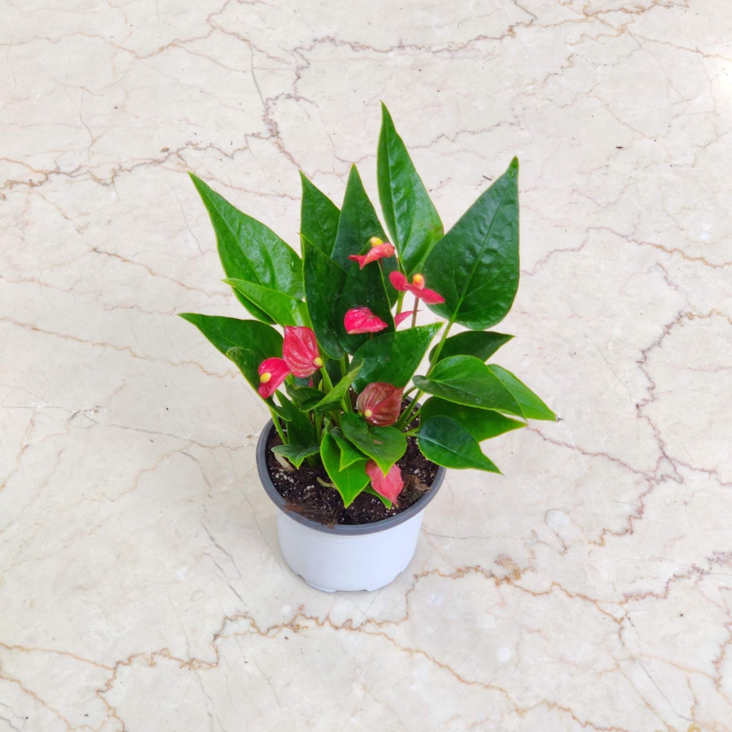 Anthurium Mini