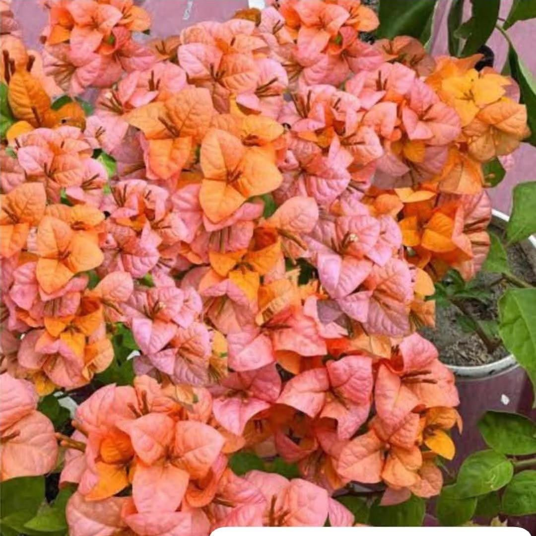 Foxtail Orange (Grafted)