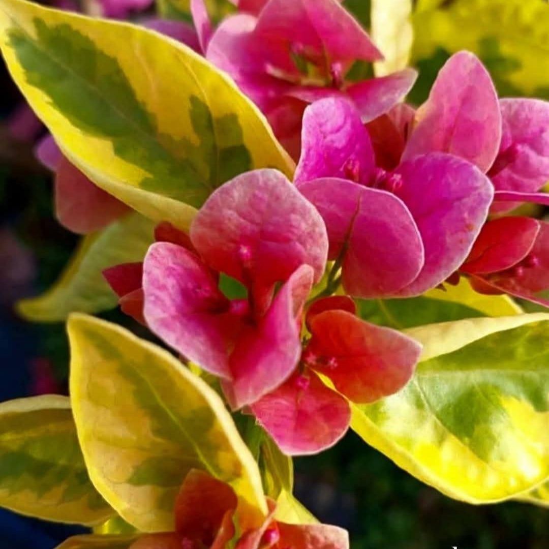 Watermelon Kiss Variegated