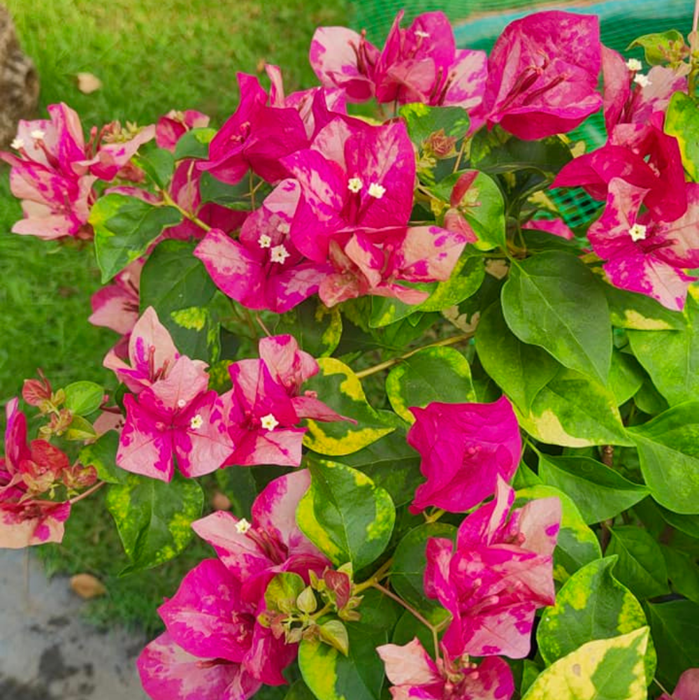 Red September (Grafted)