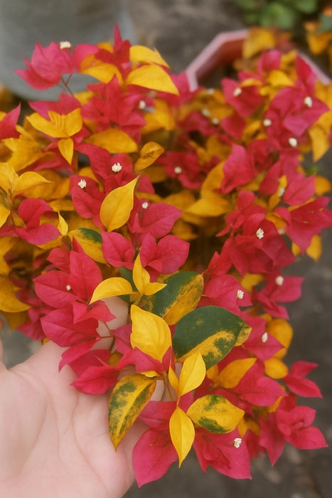 Golden Breeza Red