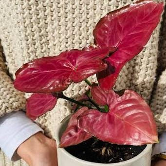 Syngonium Red