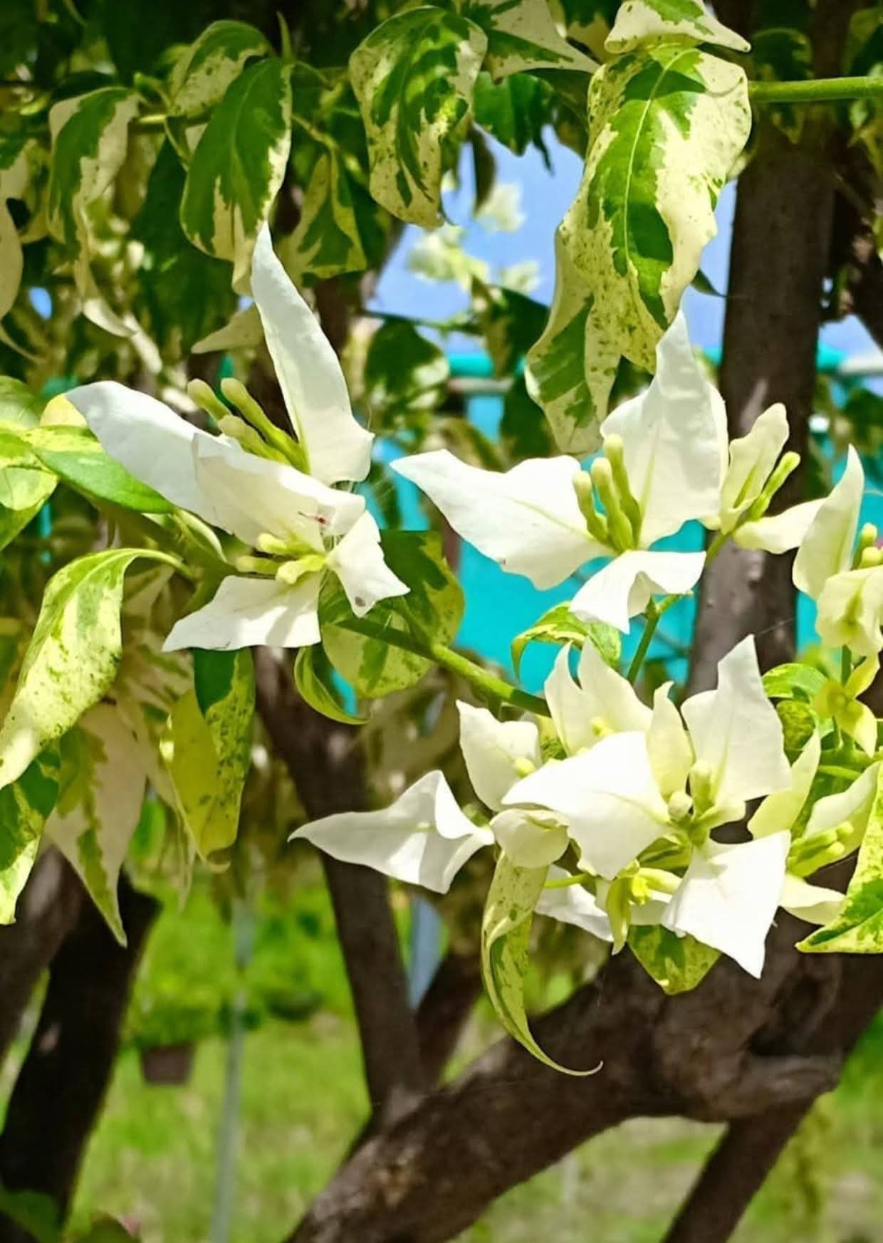 Flame White Variegated