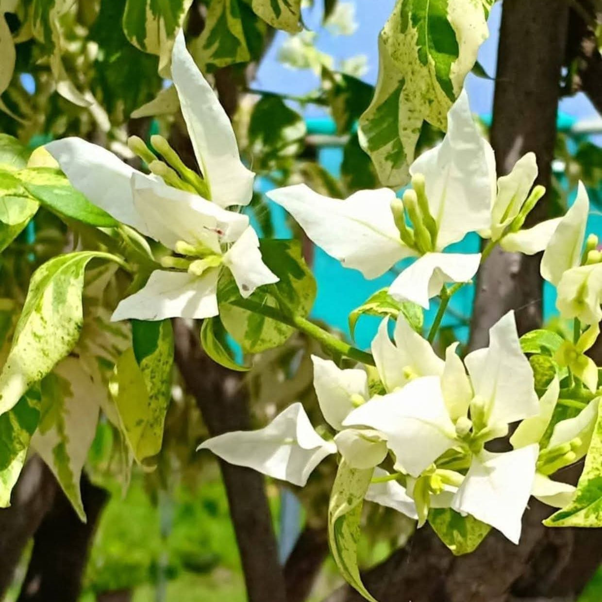 Flame White Variegated