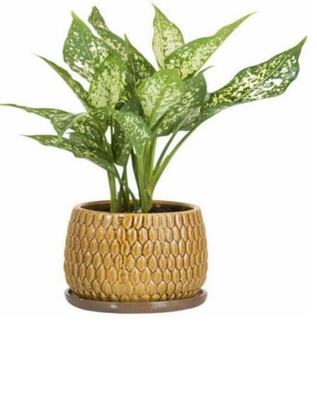 Aglaonema Snow White