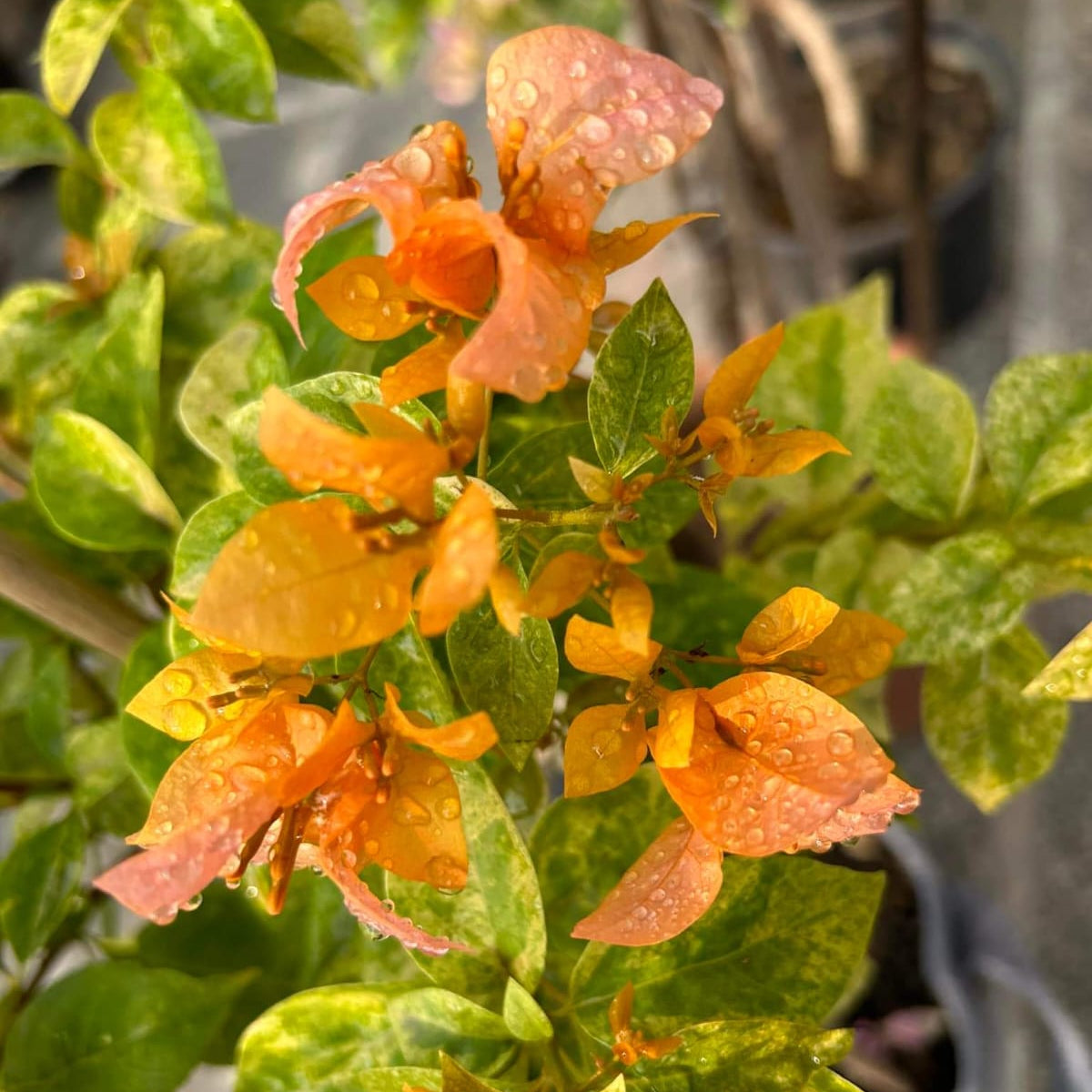 Hugh Evans Verigated (Grafted)