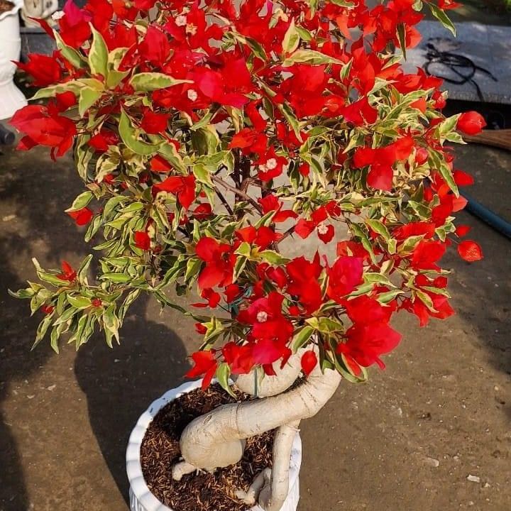 Flame Variegated (Grafted)