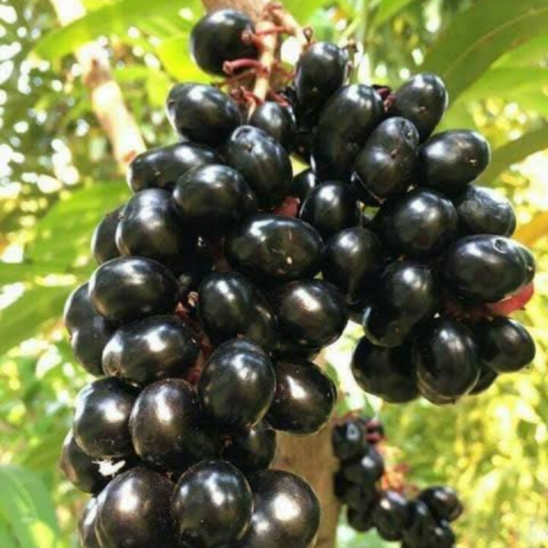 Tata Black Jamun