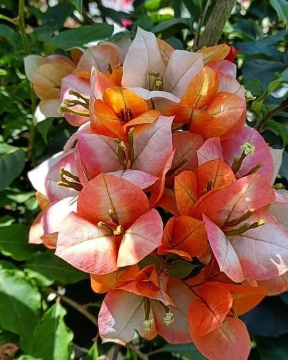 Golden Sunshine (Rooted)