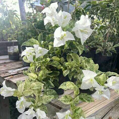 Merindu Queen Brunai (Grafted)