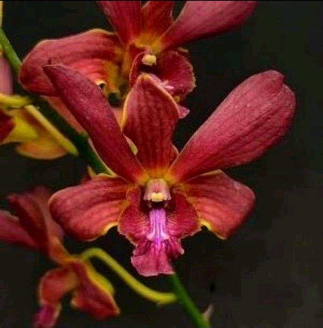 Dendrobium More Red x Berthachong #1555_SS