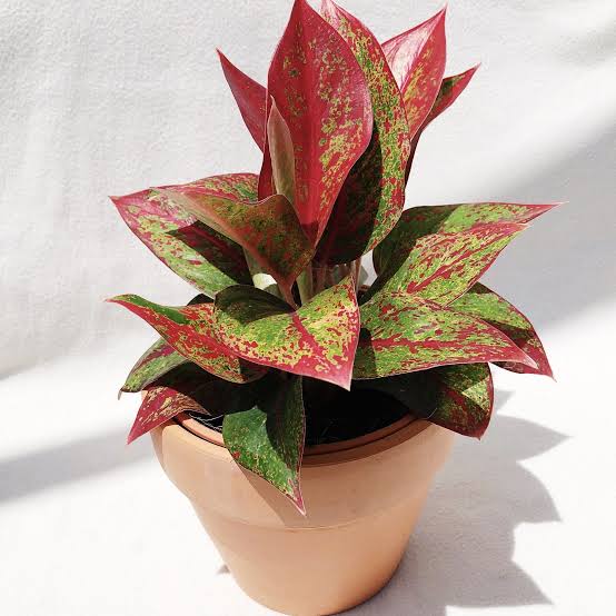 Aglaonema Legacy