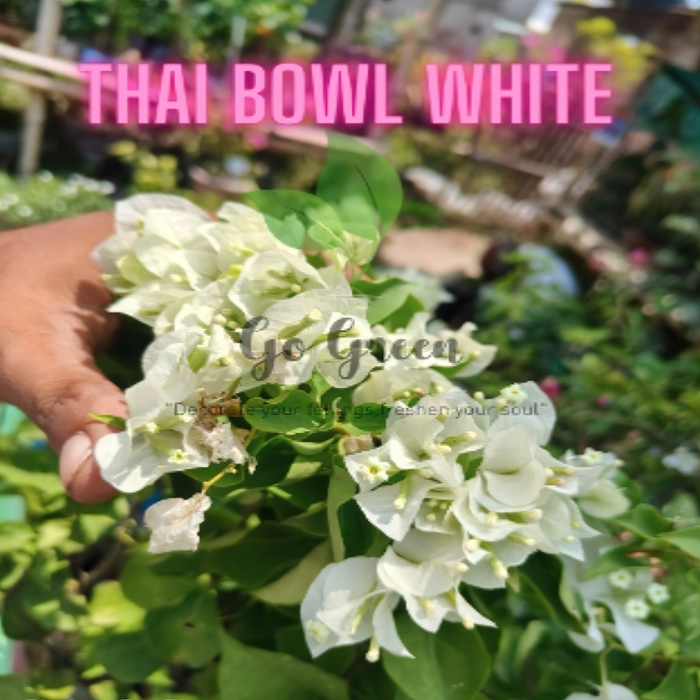 Thai Bowl White (Rooted)