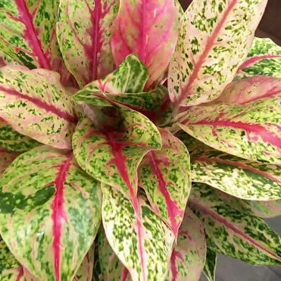 Aglaonema Harlequin