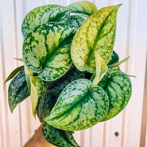 Satin Pothos Hanging