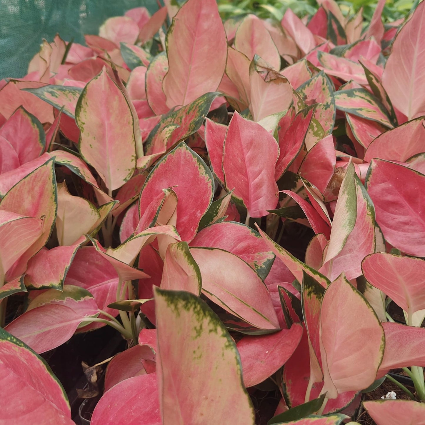Aglaonema China Red