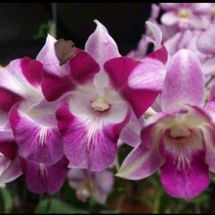 Dendrobium Dragon Flare_SS