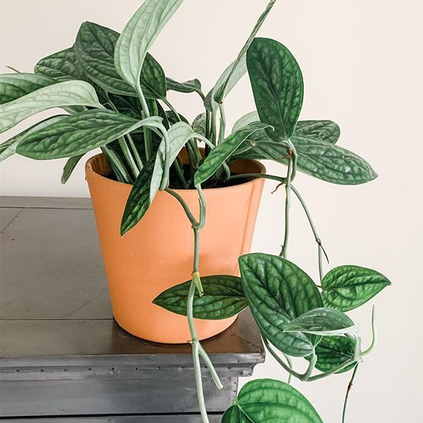 Monstera Peru