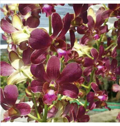 Dendrobium (Sampran Brown x Thongchai Gold)
