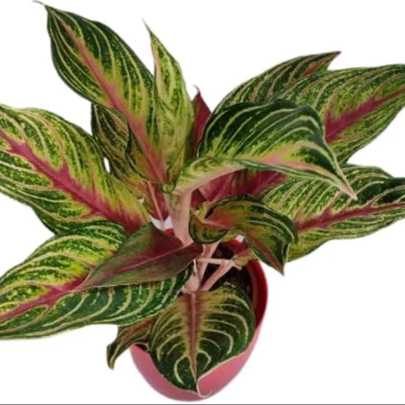 Aglaonema Red Panama
