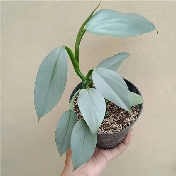 Philodendron Silver Sword