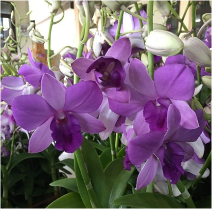 Dendrobium Blue Planet