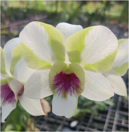 Dendrobium Baby Happy Holiday