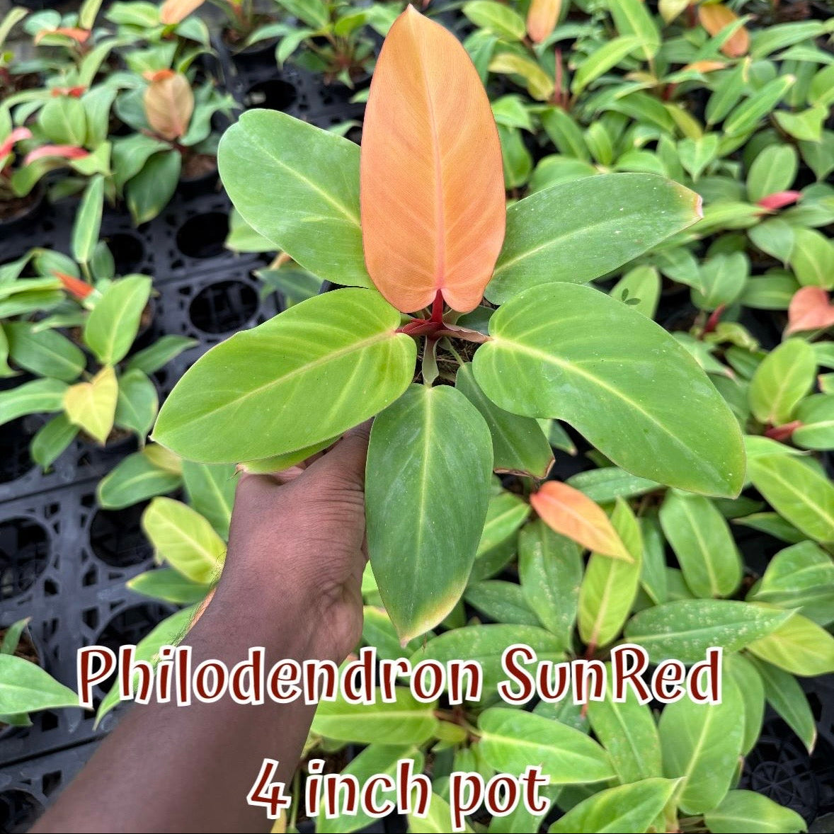 Philodendron Sun Red