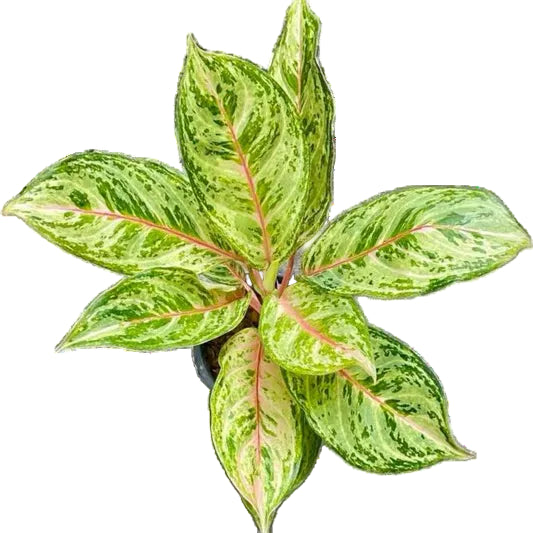 Aglaonema Butterfly