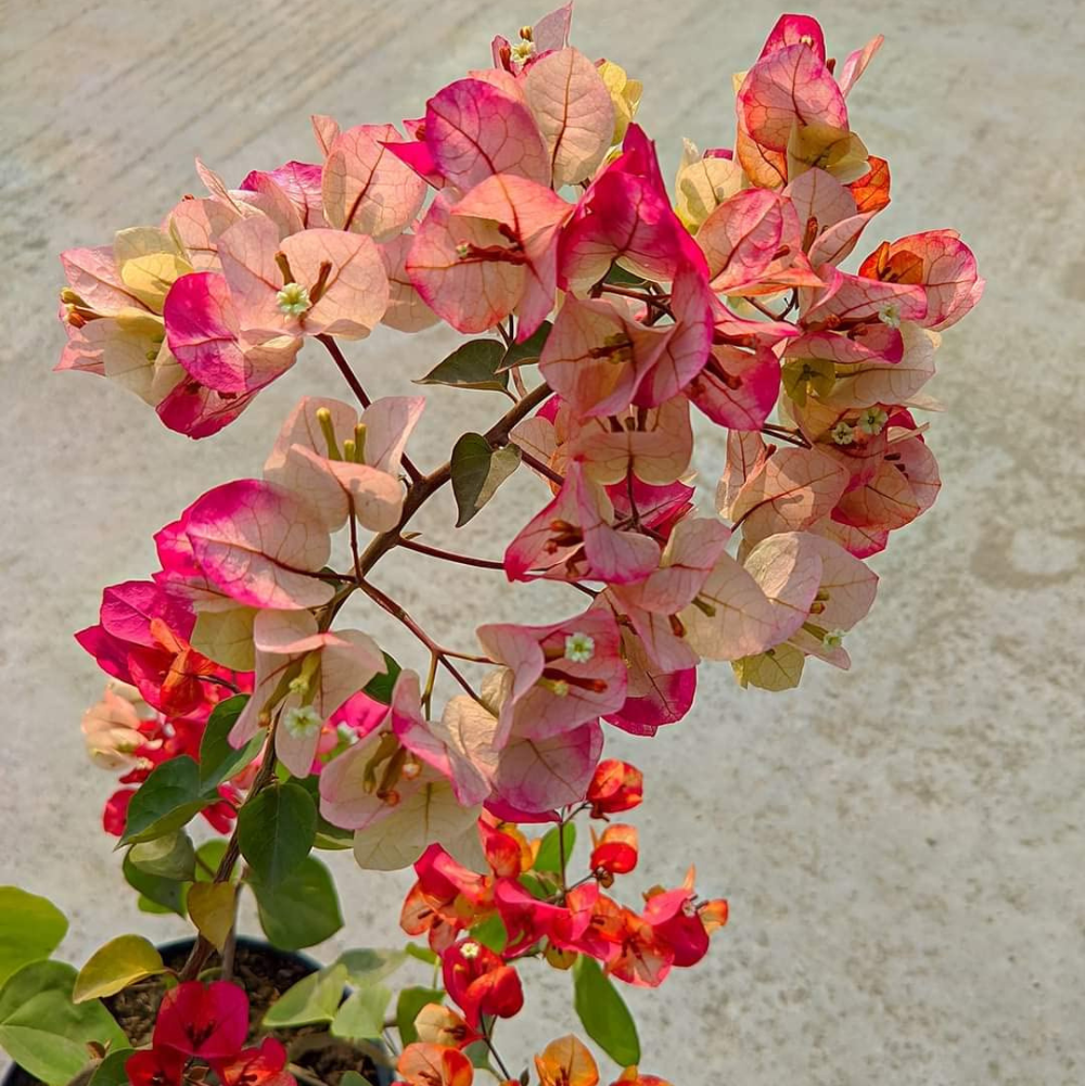 Thai Chitra (Rooted)