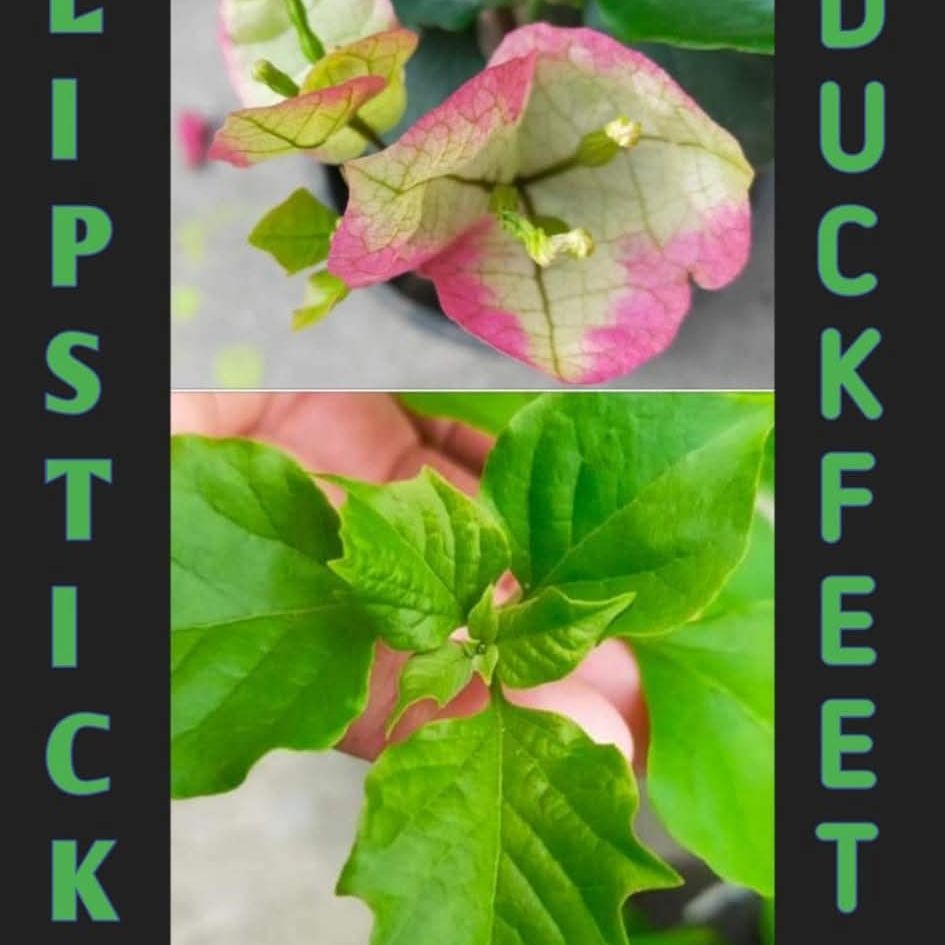 Duckfeet Lipstick (Rooted)