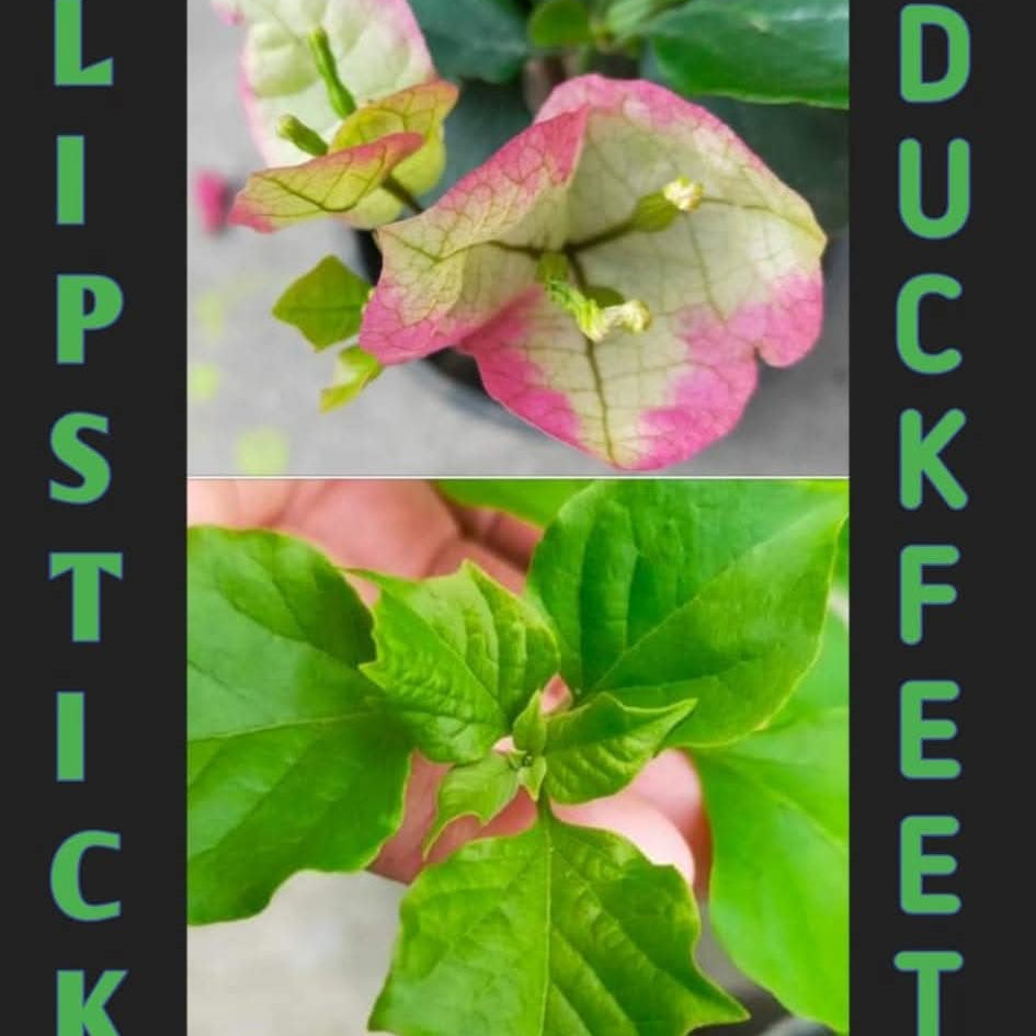 Duckfeet Lipstick (Rooted)