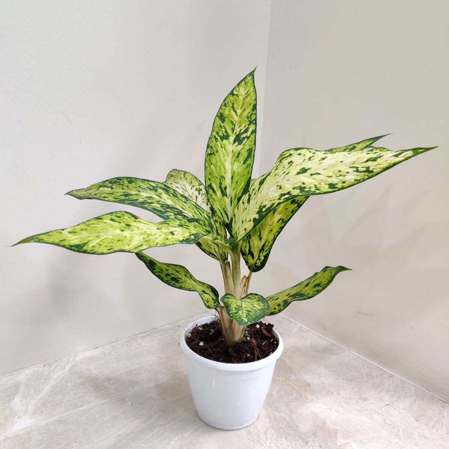 Dieffenbachia