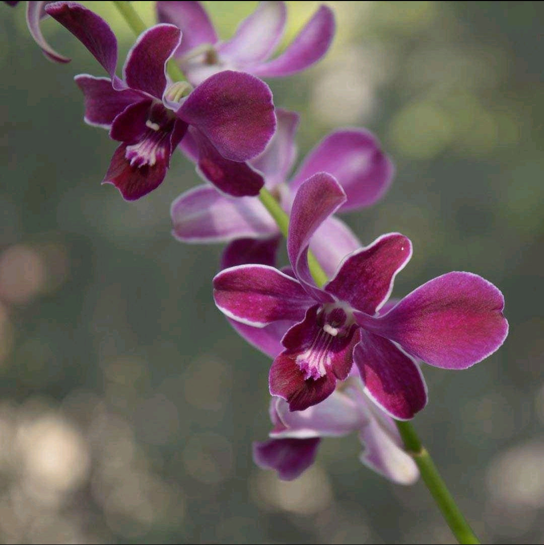 Dendrobium Hirochi_SS