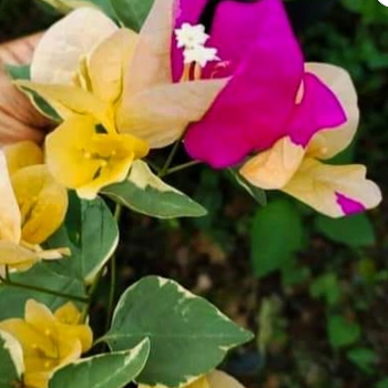 Emas Perak Yellow Mix (Grafted)