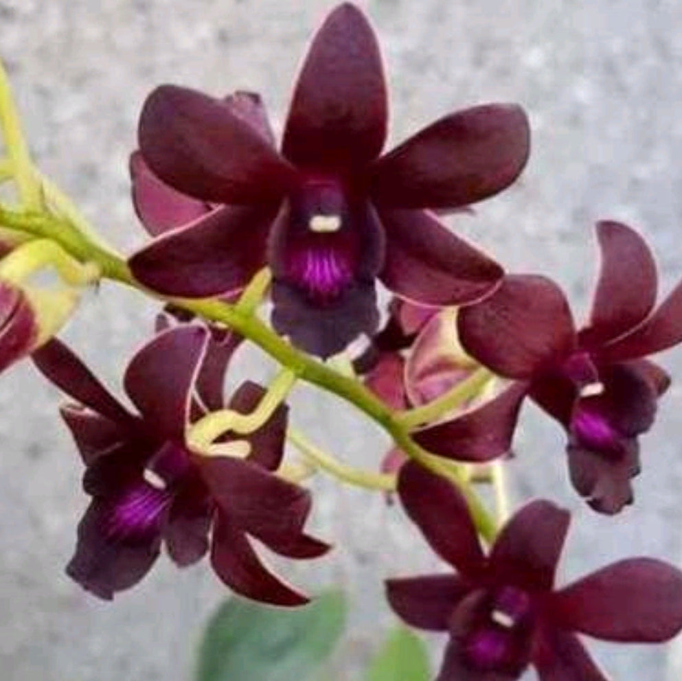 Dendrobium Morning Sun #1444_SS