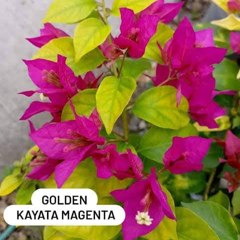 Golden Kayata Magenta