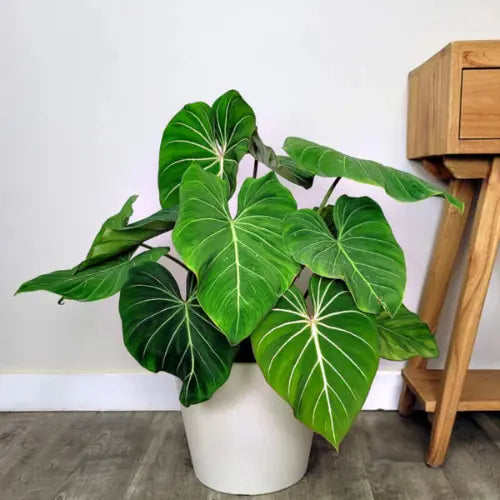 Philodendron Gloriosum Plant